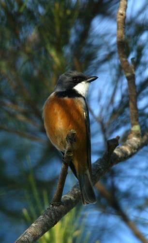 Rufous Whistler