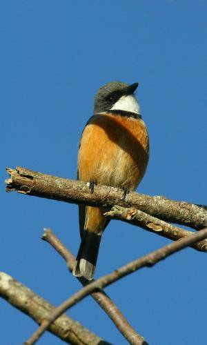 Rufous Whistler