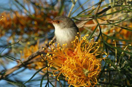 Superb Fairy-Wren