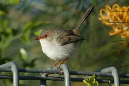 Superb Fairy-Wren
