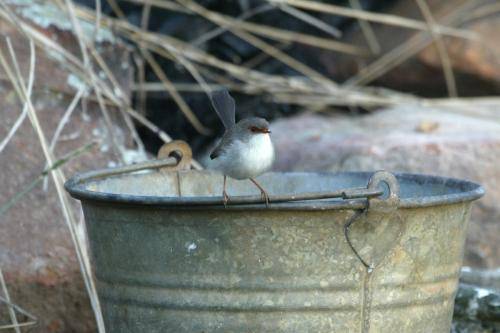 Superb Fairy-Wren