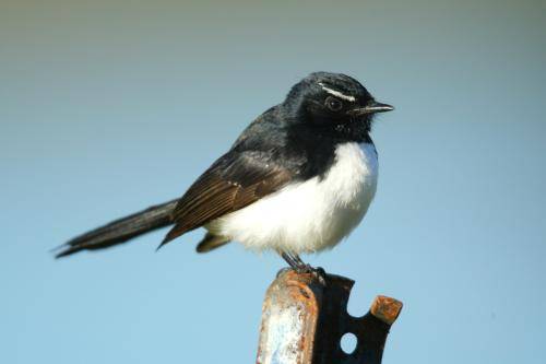 Willie Wagtail