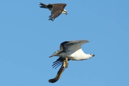 Osprey