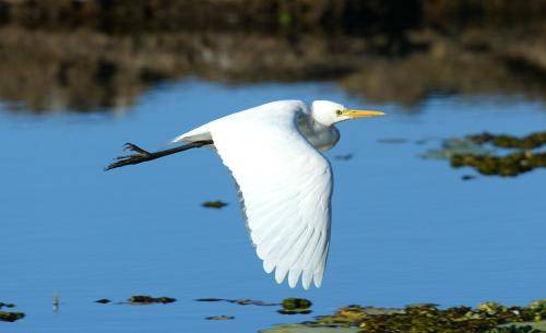 Intermediate Egret