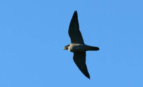 Peregrine Falcon
