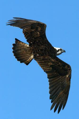 Osprey
