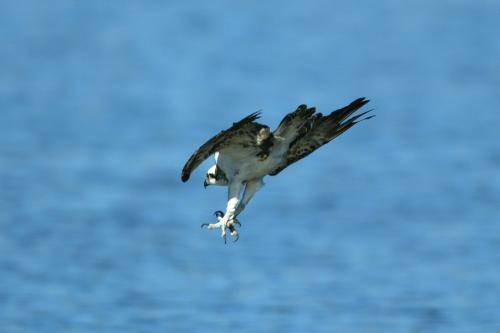 Osprey