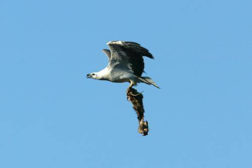 White bellied Sea Eagle
