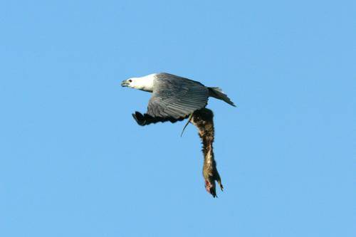 White bellied Sea Eagle