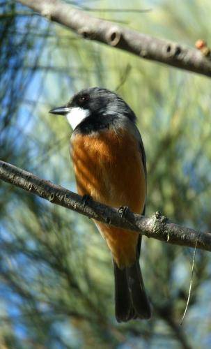 Rufous Whistler