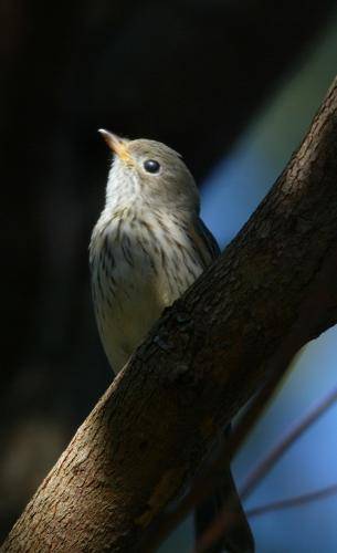 Rufous Whistler