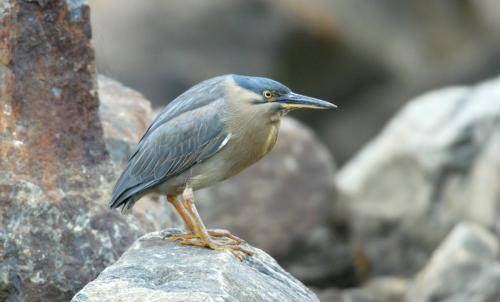 Striated Heron