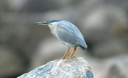 Striated Heron