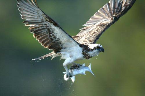 Osprey