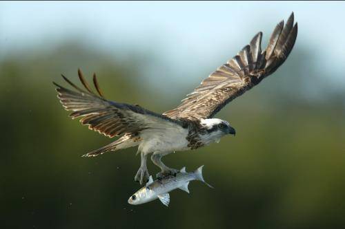 Osprey