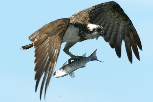 Osprey