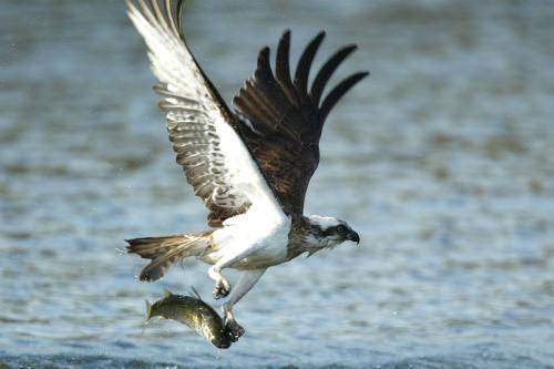 Osprey