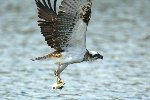 Osprey