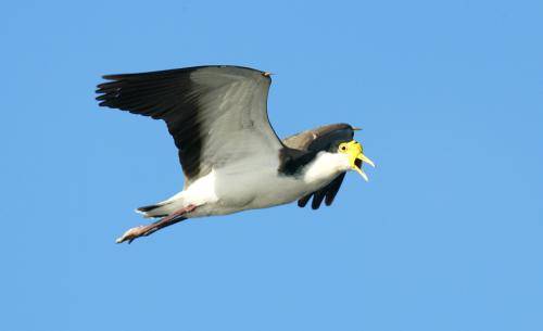 Masked Lapwing