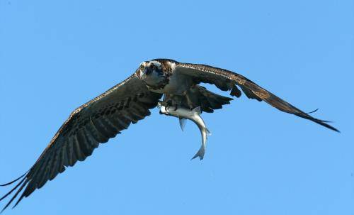 Osprey