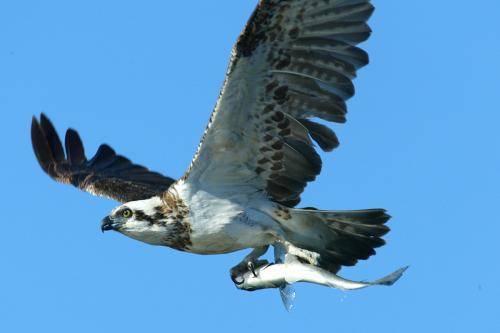Osprey