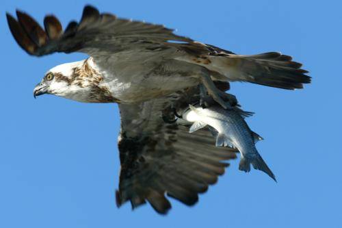 Osprey