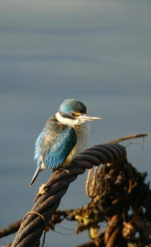 Sacred Kingfisher