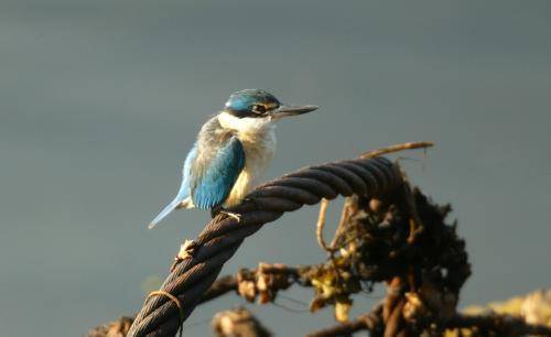 Sacred Kingfisher