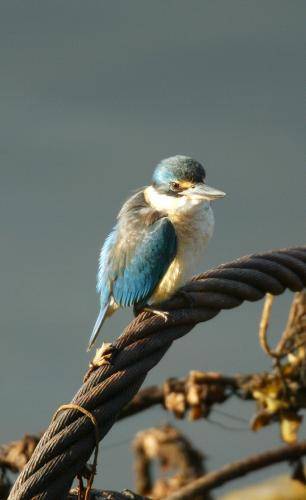 Sacred Kingfisher
