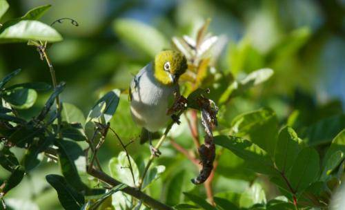 Silvereye