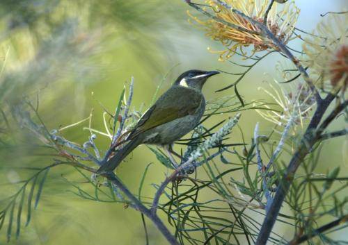 Lewin's Honeyeater