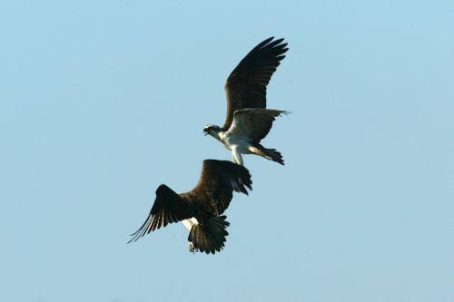 Osprey