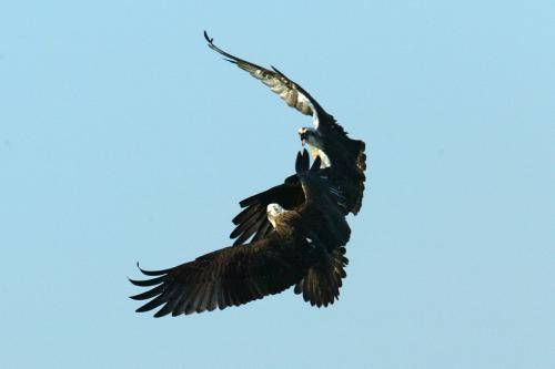 Osprey