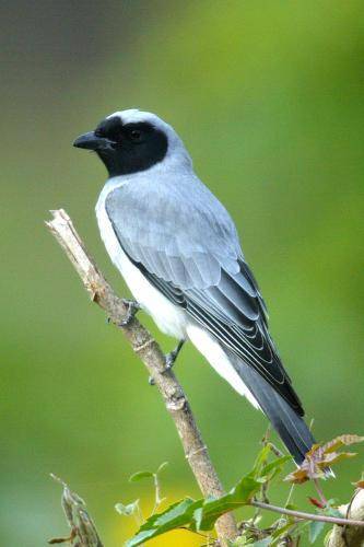 Black faced Cuckoo Shrike