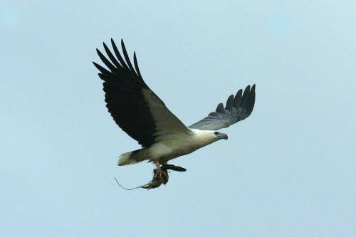 White bellied Sea Eagle