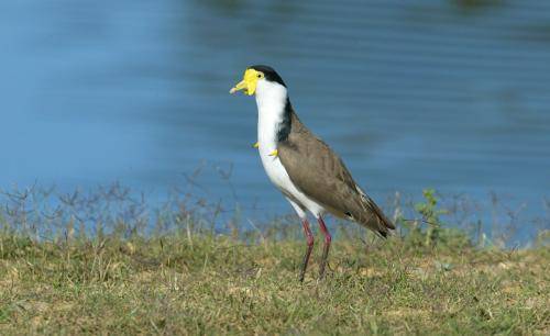 Masked Lapwing
