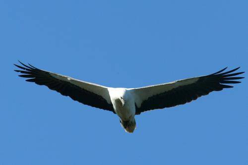 White bellied Sea Eagle