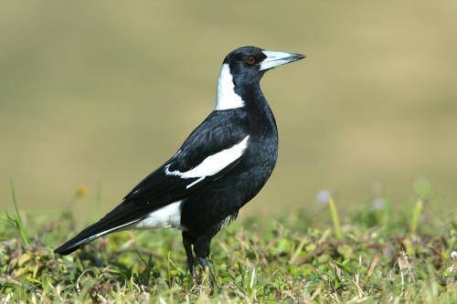 Australian Magpie