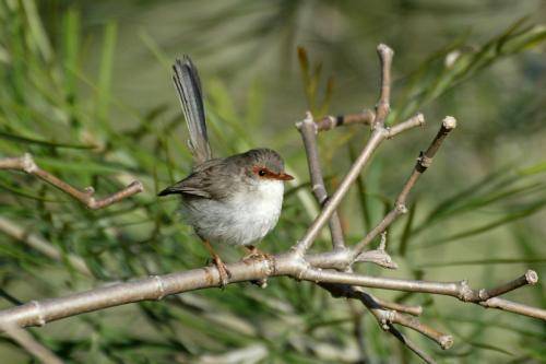 Superb Fairy-Wren