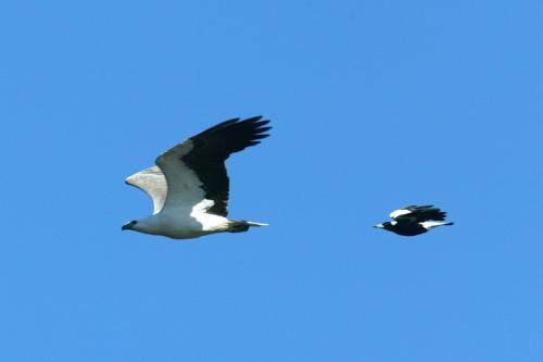 White bellied Sea Eagle