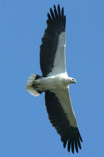 White bellied Sea Eagle