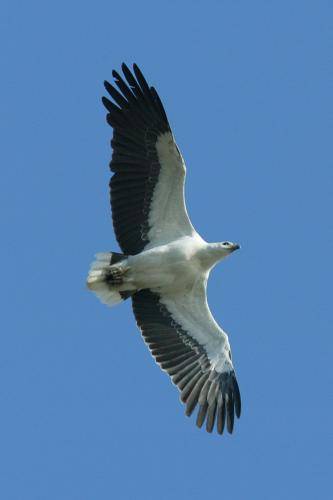 White bellied Sea Eagle