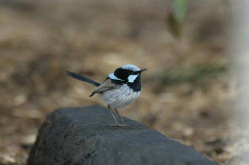 Superb Fairy-Wren