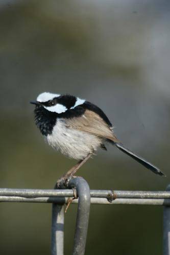 Superb Fairy-Wren