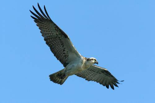 Osprey