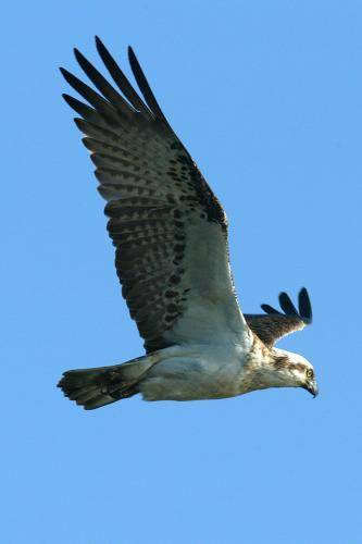 Osprey