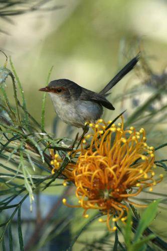 Superb Fairy-Wren