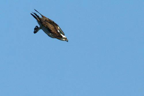 Osprey