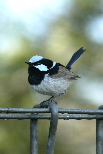 Superb Fairy-Wren