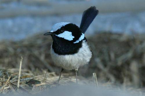 Superb Fairy-Wren
